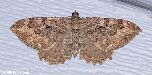 Coryphista meadii - Barberry Geometer