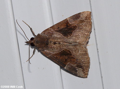 Hypena manalis - Flowing-line Snout