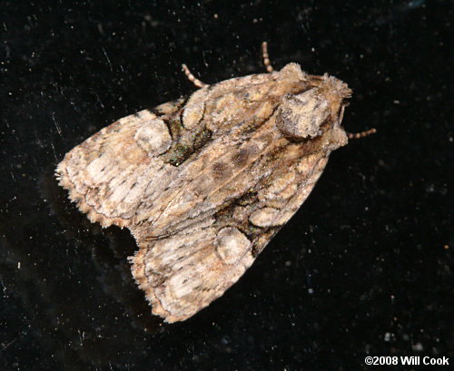 Oligia modica - Black-banded Brocade