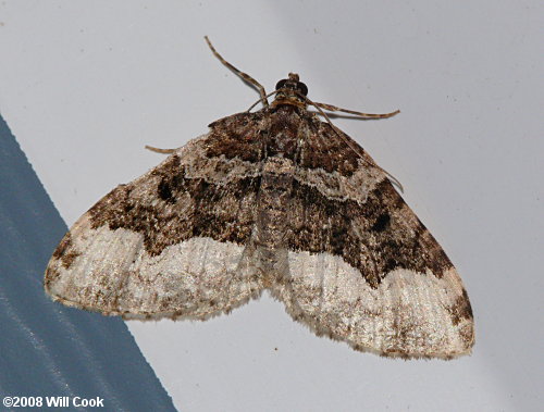 Euphyia intermediata - Sharp-angled Carpet