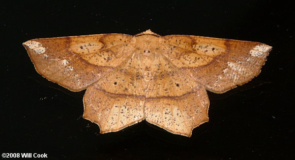Euchlaena amoenaria – Deep Yellow Euchlaena