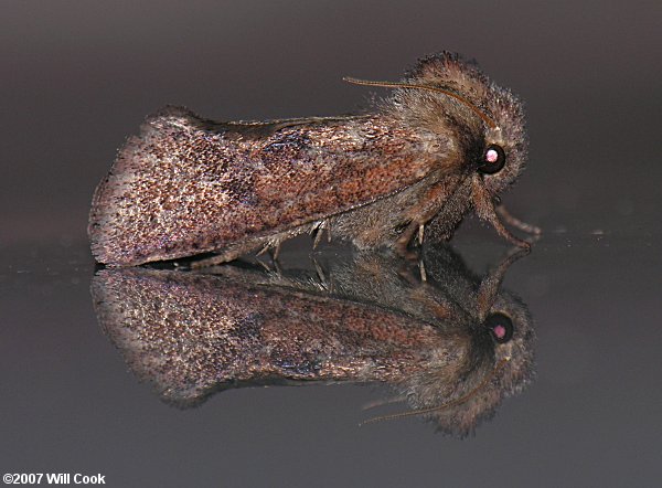 Acrolophus plumifrontella - Eastern Grass-tubeworm Moth