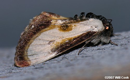 Beautiful Wood-Nymph (Eudryas grata)