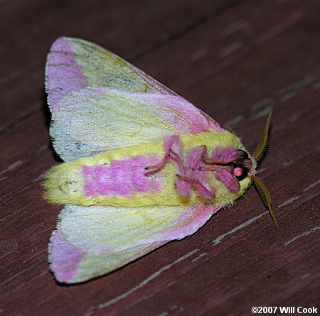 Rosy Maple Moth (Dryocampa rubicunda)