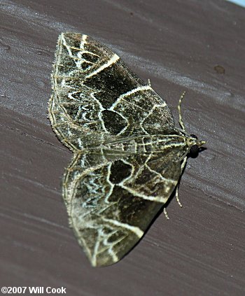 Ecliptopera atricolorata - Dark-banded Geometer