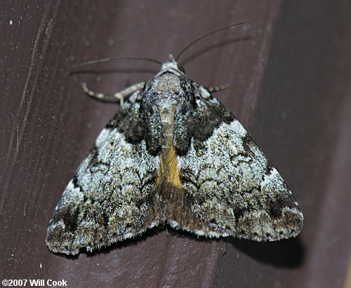 Allotria elonympha - False Underwing