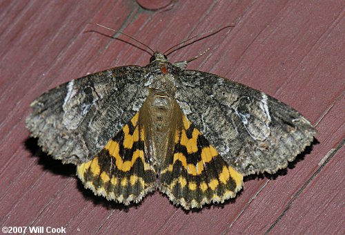 Euparthenos nubilis - Locust Underwing