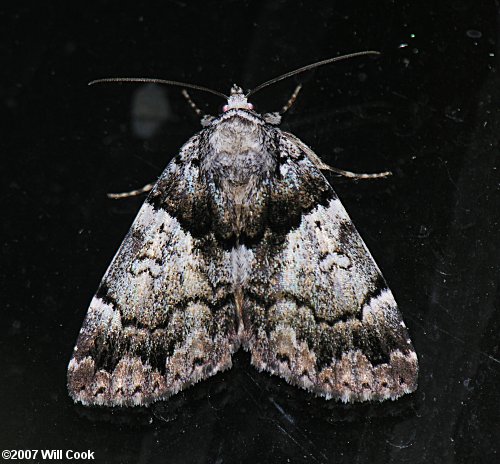 Allotria elonympha - False Underwing