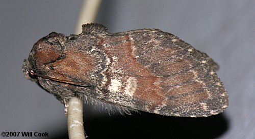 Peridea ferruginea - Chocolate Prominent