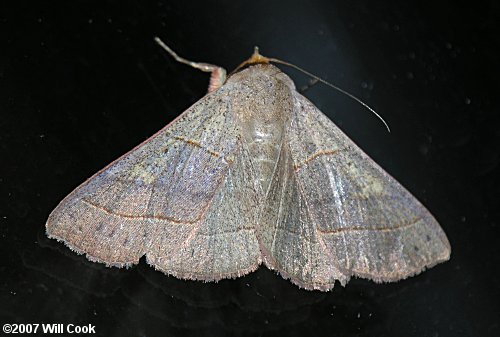 Panopoda rufimargo - Red-lined Panopoda