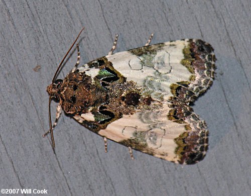 Cerma cerintha - Tufted Bird Dropping Moth