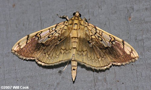 Pantographa limata - Basswood Leafroller