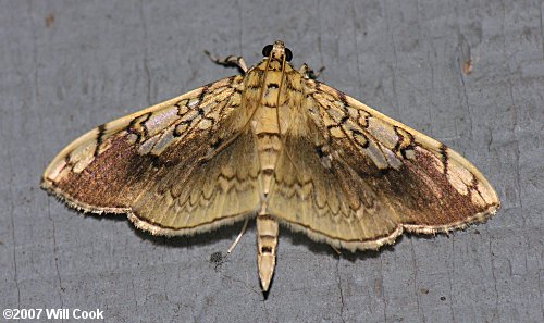 Pantographa limata - Basswood Leafroller