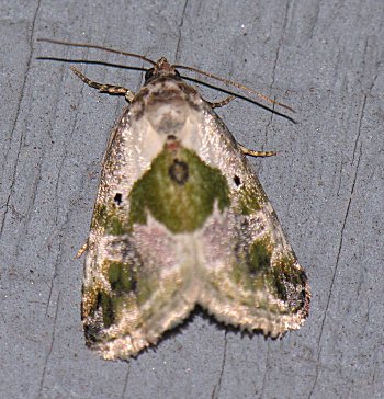 Maliattha synochitis - Black-dotted Maliattha