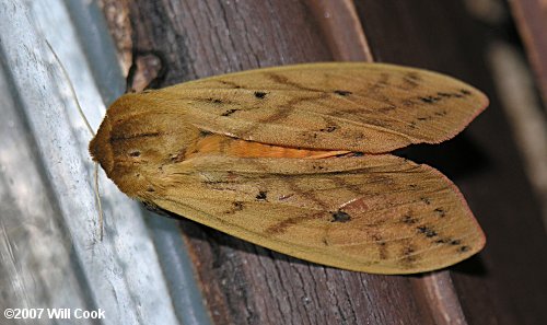 Pyrrharctia isabella - Isabella Tiger Moth