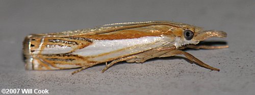 Crambus agitatellus - Double-banded Grass-veneer