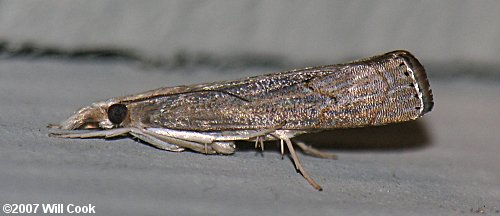 Parapediasia teterrella - Bluegrass Webworm Moth