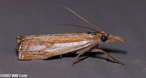 Crambus agitatellus - Double-banded Grass-veneer