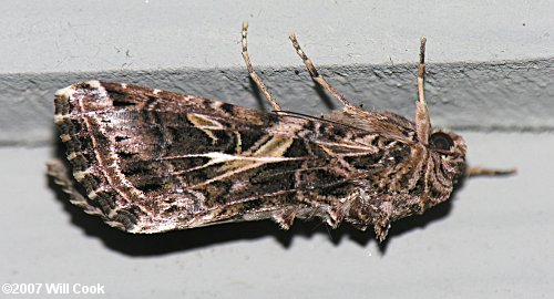 Spodoptera ornithogalli - Yellow-striped Armyworm