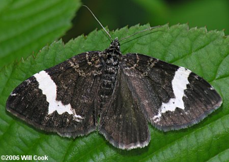 Rheumaptera subhastata - White-banded Black