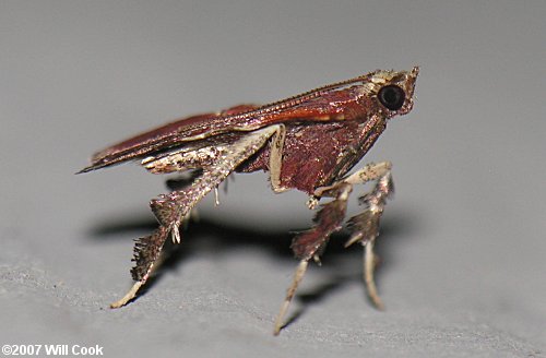 Galasa nigrinodis - Boxwood Leaftier