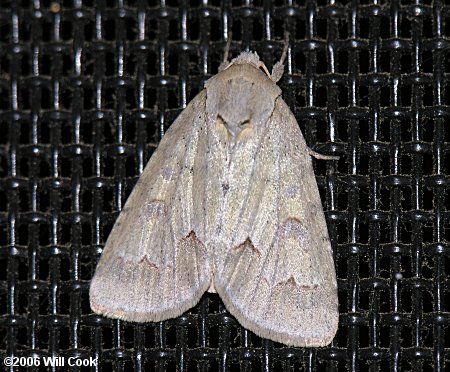 Acronicta betulae - Birch Dagger Moth