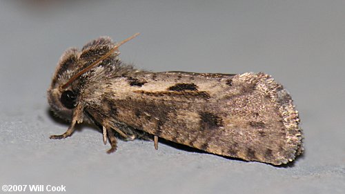 Acrolophus popeanella - Clemens' Grass Tubeworm Moth