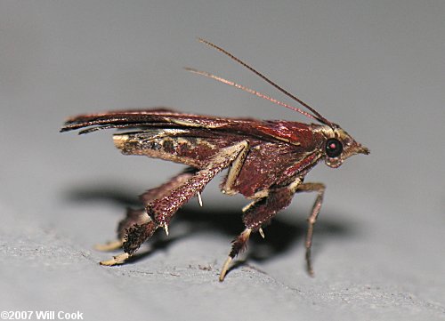 Galasa nigrinodis - Boxwood Leaftier