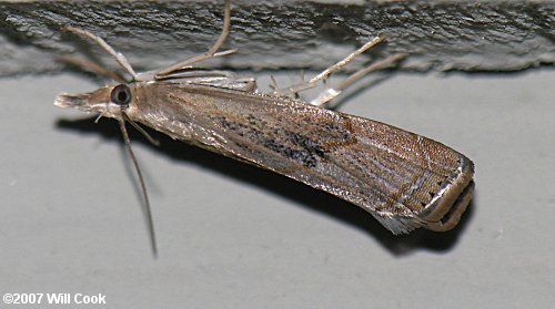 Parapediasia teterrella - Bluegrass Webworm Moth