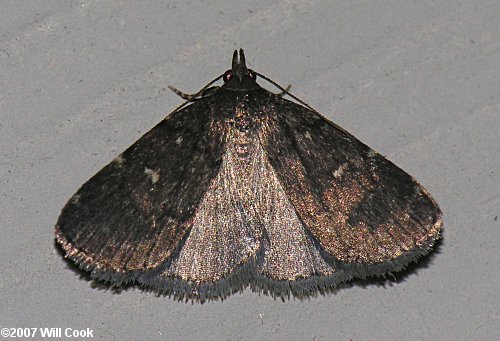 Idia rotundalis - Rotund Idia