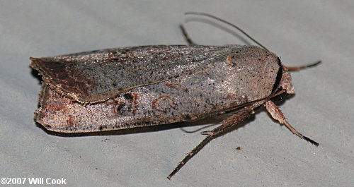 Anicla infecta - Green Cutworm