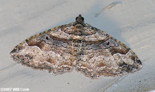 Costaconvexa centrostrigaria - Bent-line Carpet