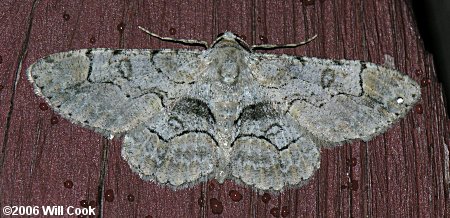 Iridopsis larvaria - Bent-line Gray