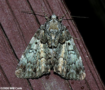 Allotria elonympha - False Underwing