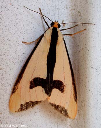 Haploa clymene - Clymene Moth