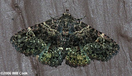 Metalectra discalis - Common Fungus Moth