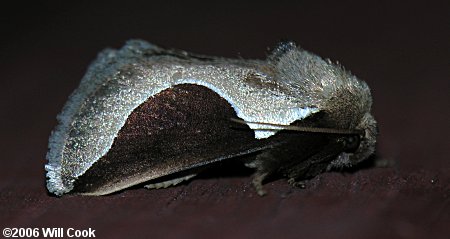 Prolimacodes badia - Skiff Moth
