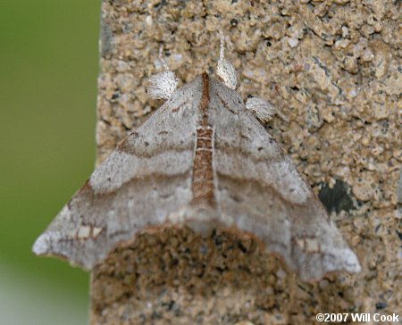 Olceclostera angelica - The Angel