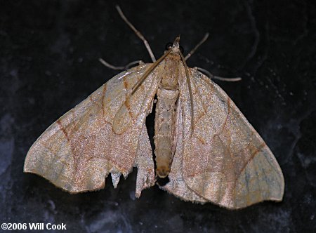 Eulithis diversilineata - Lesser Grapevine Looper