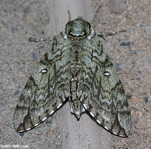 Ceratomia undulosa - Waved Sphinx