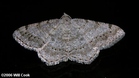 Digrammia ocellinata - Faint-spotted Angle