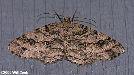 Melanolophia canadaria - Canadian Melanolophia