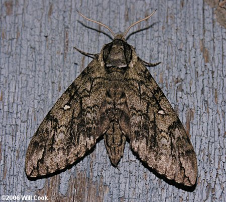 Ceratomia undulosa - Waved Sphinx