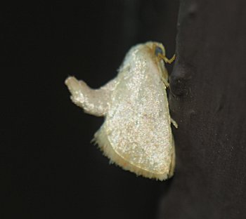 Tortricidia pallida - Red-crossed Button Slug Moth