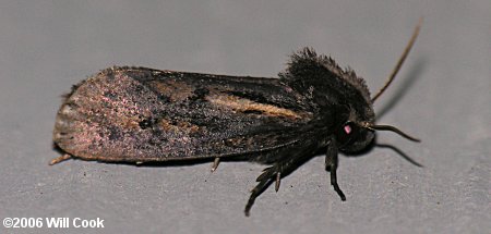 Acrolophus popeanella - Clemens' Grass Tubeworm Moth