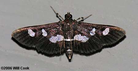 Desmia funeralis - Grape Leaffolder