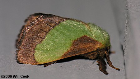 Parasa chloris - Smaller Parasa