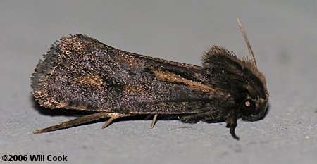 Acrolophus popeanella - Clemens' Grass Tubeworm Moth