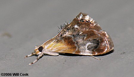 Dicymolomia julianalis - Julia's Dicymolomia Moth