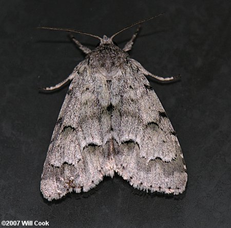 Acronicta innotata - Unmarked Dagger